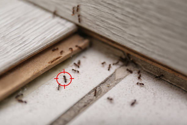 Best Pest Inspection Near Me  in Westville, IN
